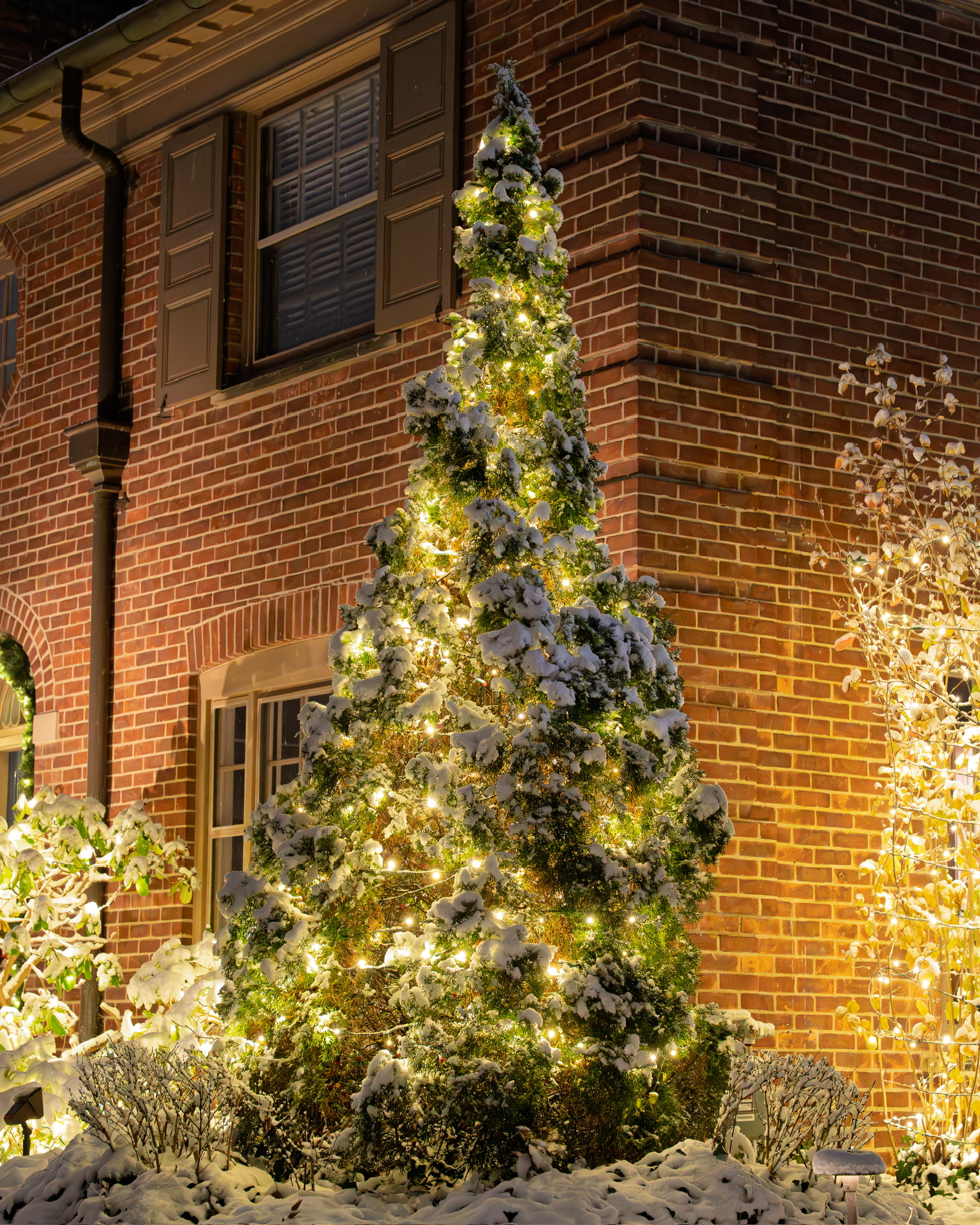 Snow-covered evergreen wrapped in warm white lights against a brick home