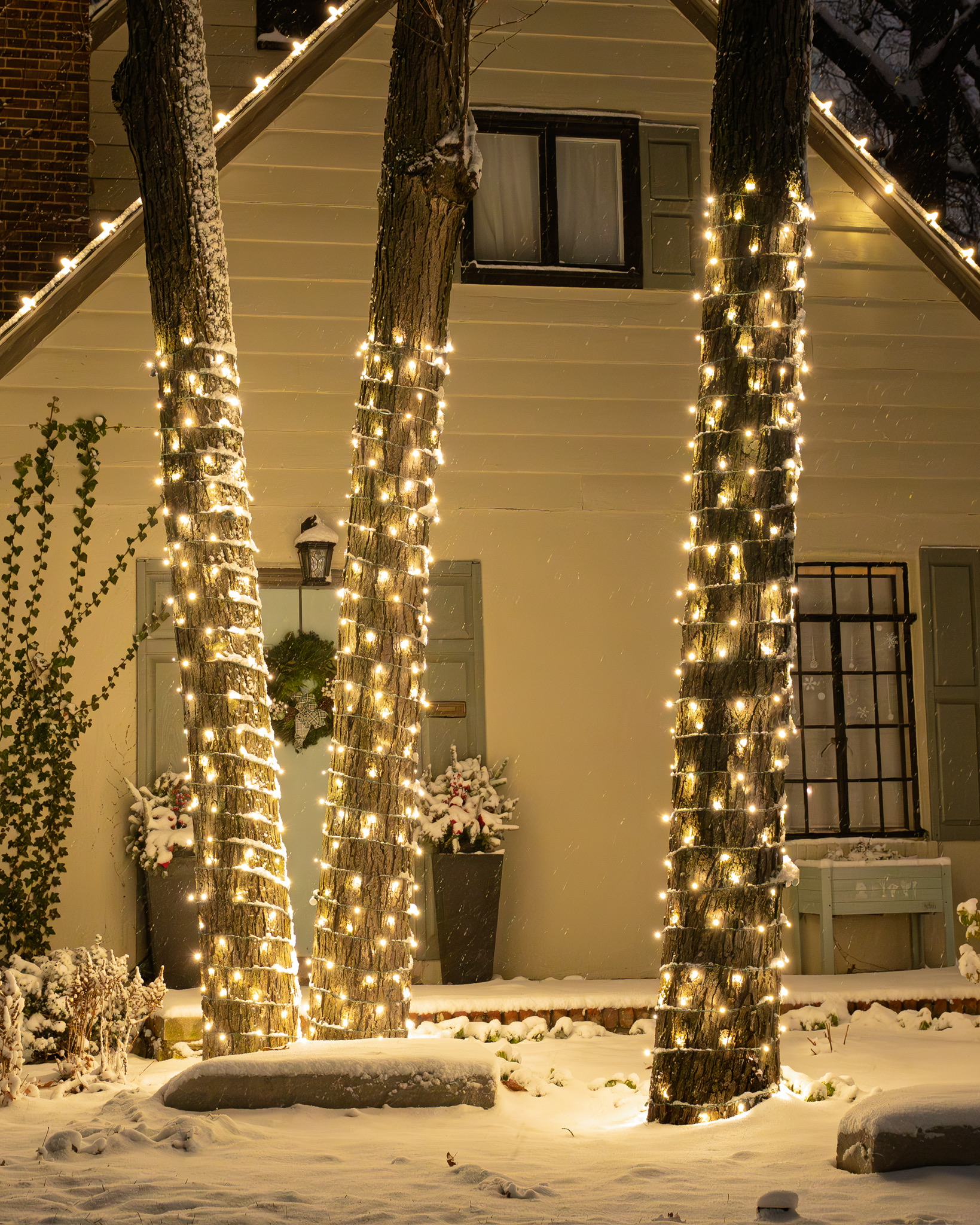 Three snowy tree trunks wrapped in warm white lights