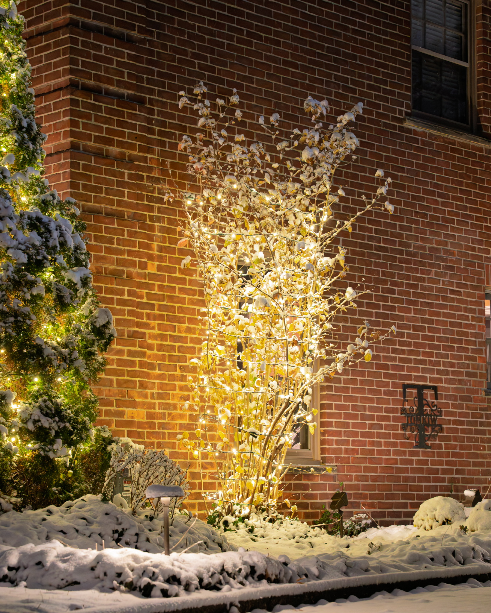 Delicate snow-covered branches illuminated by warm white lights